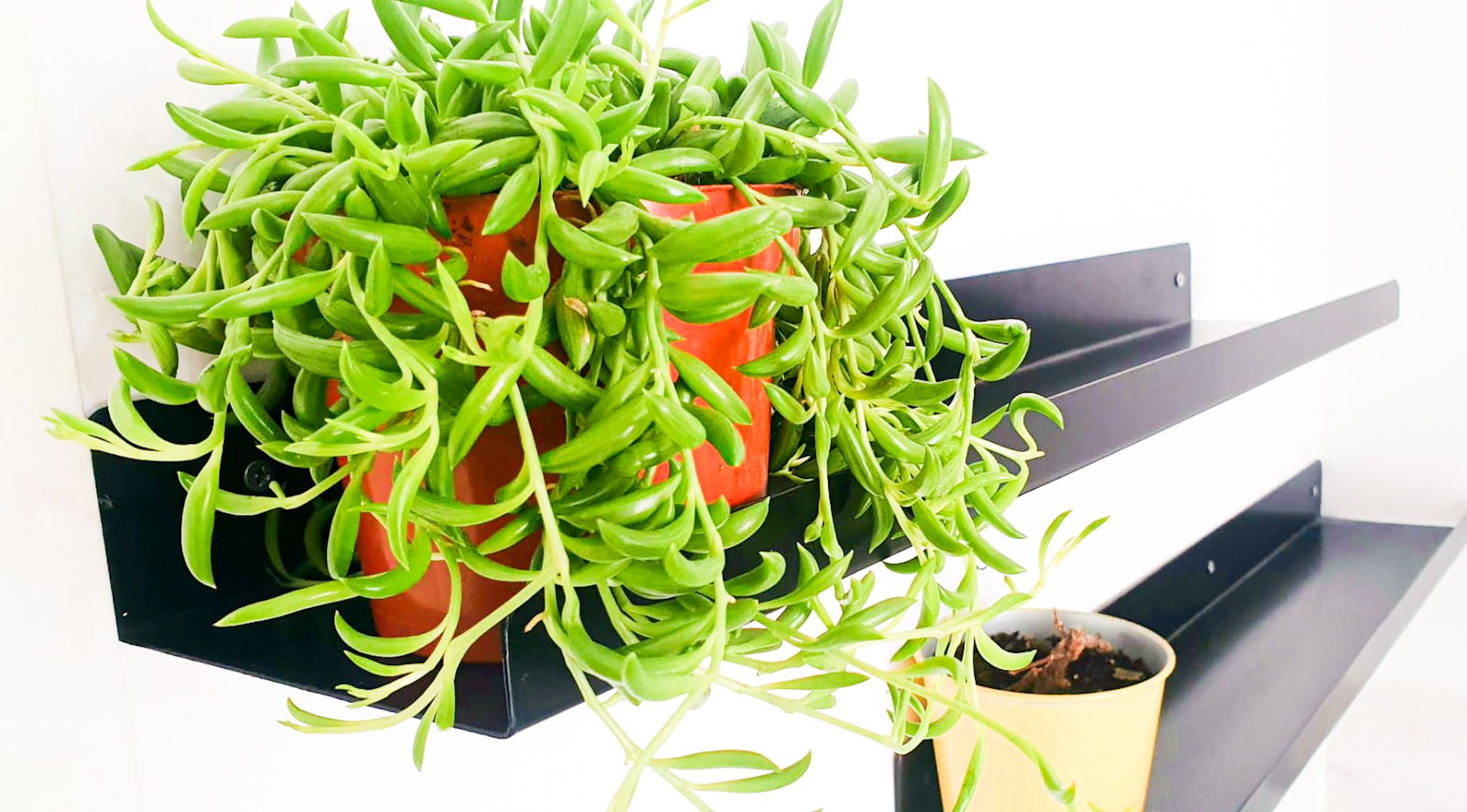 מדפי תלייה קלאסיים